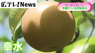 【幸水・豊水】世羅ナシの出荷始まる