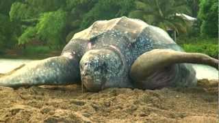 Sea Turtle Nesting Video