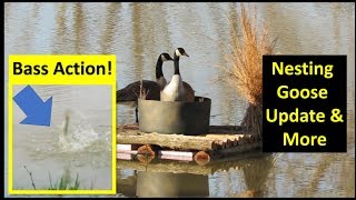 Illinois Farm Vlog! Nesting Geese, bass fishing, Pond dam \u0026 more!