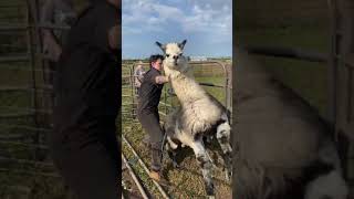 Llampaca Manhandles Shearer