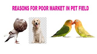 REASONS FOR POOR MARKET IN PET FIELD