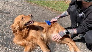 At-Home Dog Grooming Ep. 5: Long Haired Dog Brushing