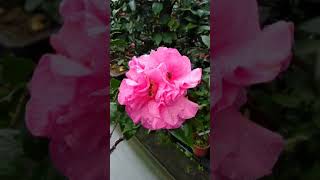 台中茶花 camellia - 珠寶盒20190309