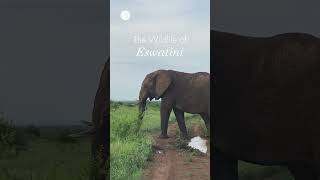 Wildlife in Eswatini