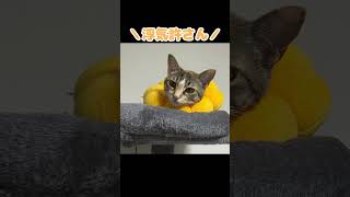 【修羅場】猫カフェのメス猫と浮気したら愛猫にめちゃくちゃキレられた #shorts #猫 #cat