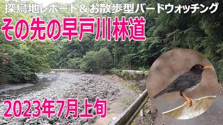 早戸川林道（神奈川県）の探鳥地レポートです　その先の早戸川林道でクロツグミと！　2023年7月上旬