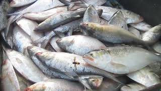 ইলিশা ঘাট ভোলা পাইকারি মাছের বাজার - Elisha Ghat Bhola Paikari Fish Market