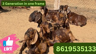 Sirohi breed ki 2-2 बच्चेवाली बकरिया । ब्रीडिंग सेटप के लिये बकरियों का लॉट #goatfarming #farm #goat