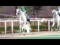 【4k】🐴アンダルシアン ホースダンスショー part2 2016 08 06 札幌競馬