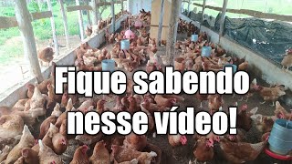 Veja quanto eu lucro com 600 galinha poedeira.🥚💰