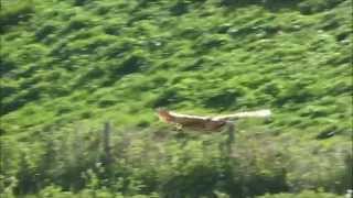 Bittern Flying / Roerdomp vliegt (Botaurus stellaris)