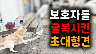 안 간다고!! 끝까지 버티는 “줄다리기왕” 36kg 풍산개 | 강아지 문제 행동교정 | 댕쪽이상담소