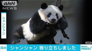 上野動物園のパンダ「シャンシャン」　独り立ちか(19/03/12)