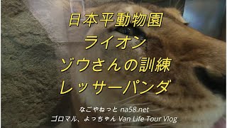 日本平動物園、レッサーパンダかわいい！ゾウの訓練見れました！Nihondaira　Zoo