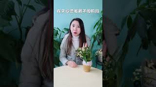 文心蘭種植技巧，發芽開花妥妥的