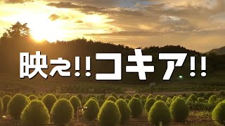 6000本のKOKIA 国営讃岐まんのう公園夕焼けから虹へ！ライトアップイルミネーションに行ってきました。