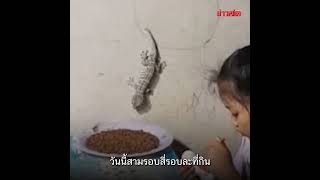 ไอต้าวตุ๊กกุ๊ก ตุ๊กแกแสนรัก เลี้ยงดูเหมือนคนในครอบครัว  : Khaosod - ข่าวสด