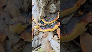 Shelf bracket fungi in Cancun Mexico #shorts #tropical #caribbean #fungus #mushroom #explore #nature