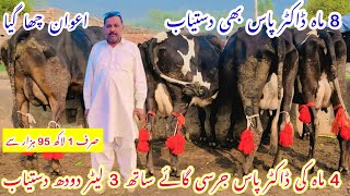 Awan Dairy Farm ||Top Class Jersey Cholistanj Cross Cows ||Khnagar Doctor Pass Cows 20 February 2025