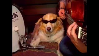 Dog Plays Instruments - Best of Trench and Maple Vines pt.2