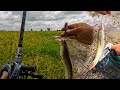 The snakehead fish is still my bite. Watch with the fishing action