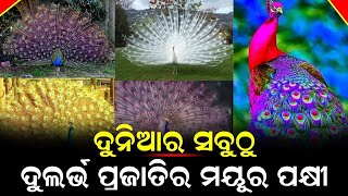 ଦୁନିଆର ସବୁଠୁ ଦୁର୍ଲଭ ମୟୂର ପକ୍ଷୀ