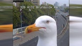 Selfie time: Möwe sorgt vor Überwachungskamera für Lacher