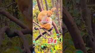 monkey love from baby #longoor #monkey #live#youtubeshorts #omegle #funny #viral #bandar