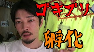 ゴキブリの卵を孵化させて1番最初に僕の顔見せたら親と勘違いするか試してみた