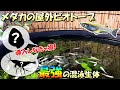 【初心者必見】メダカの屋外ビオトープ飼育に導入しない方が勿体ない最強の混泳（同居）生体を紹介！【メリットも多数存在】