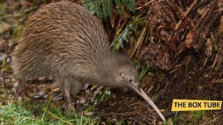 নিউজিল্যান্ড সম্পর্কে ১০ অজানা তথ্য | 10 Interesting Facts about New Zealand