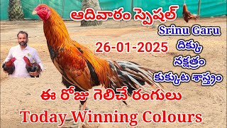 26 January 2025 Today Winning Colours#kukkutasastram  @SrinuGariFarms   @SrinuGaruSGF