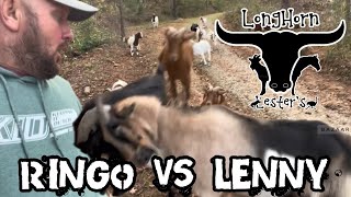 Ringo vs Lenny: when Billy goat leaders collide!!!