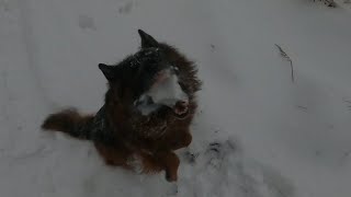 German Shepherd jumps for snowballs (SLOW MOTION) Owczarek niemiecki skacze po śnieżki