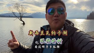 世界上最孤独的树，莫过于新西兰瓦纳卡湖这一棵，静静地水中飘摇#新西兰 #治愈系风景 #瓦纳卡湖#树