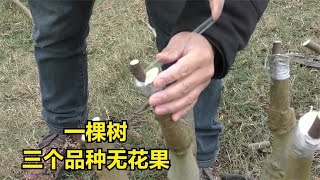 一棵无花果树，会长出三个不同颜色品种果子来，嫁接很简单 煤球