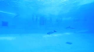 名古屋港水族館　イルカショーの終了から落ち着くまでを水中観覧席から　定点映像20180520