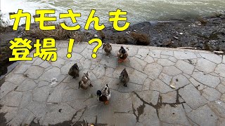 【アドレスV125S】高野龍神スカイラインを通ってアマゴを食べに行った【ゆっくり実況】