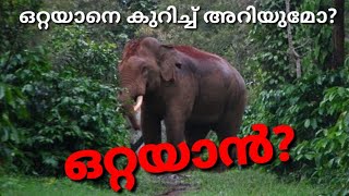 ഒറ്റയാൻ ? | ഒറ്റയാനെ കുറിച്ച് അറിയാമോ ? | ആനകാര്യം EP - 10 | Nettipattam