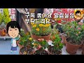 나희의 정원이야기 ep12 황금꽃 비덴스 부귀와 행운을 가져다 주는 꽃