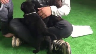 ブラックラブラドール　子犬　【日本で唯一のチョコラブ・黒ラブ専門犬舎 Mother Planet Kennel】