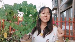 一坨植物“乌龟”，长出铜钱叶，一个月长一圈，和乌龟同寿