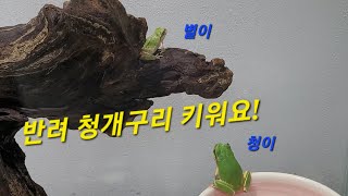 [탐구생활]청개구리 키워요~ | 귀여운 청개구리 두마리 | 먹이 사냥하는 영상