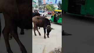 Expect To See This In India 🇮🇳 #cows #road #foreigners #travel #india #india #crazy