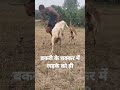 बकरे ने बकरी के चक्कर में लड़के को ही 🤭🤭#shortsvideo