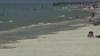 Visitors spot brown, discolored water at some Florida beaches