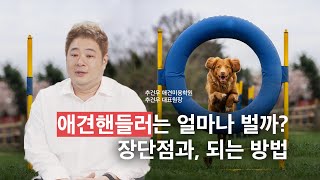 애견핸들러 🐩 강아지와 깊은 교감의 직업 ⎜ 장단점과 수입, 자격증과 핸들링 되는 방법 | 추건우 원장님 | 흑조 인사이트 clip.10