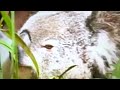 amazing animals e20 koala