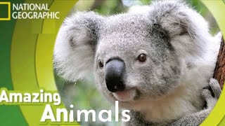 Amazing Animals E20 Koala