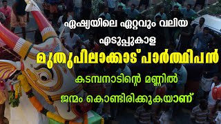 ഏഷ്യയിലെ ഏറ്റവും വലിയ എടുപ്പുകാള മുതുപിലാക്കാട് പാർത്ഥിപൻ കടമ്പനാടിൻ്റെ മണ്ണിൽ /KADAMPANADU